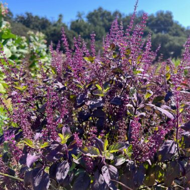 Svētais baziliks 'Tulsi Krishna'